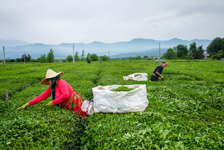 افزایش 20درصدی برگ‌های سبز چای کشور در چین بهاره